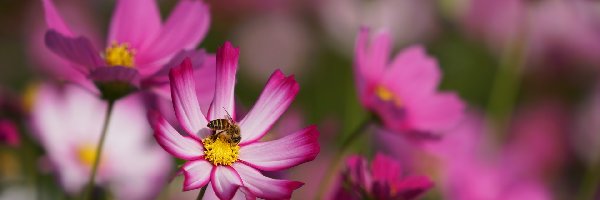 Pszczoła, Kosmea, Kwitnąca