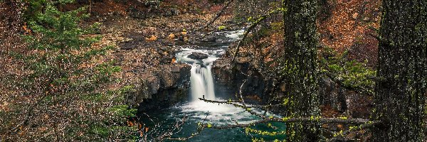 Stany Zjednoczone, Rzeka, McCloud River, Iglaki, Las, Kalifornia, Uskok