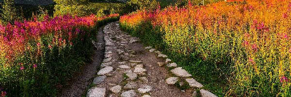 Kwiaty, Drewniane, Droga, Hala Gąsienicowa, Góry Tatry, Polska, Tatrzański Park Narodowy, Domy, Wierzbówka kiprzyca