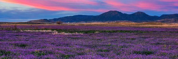 Łąka, Prescott Valley, Kwiaty, Wzgórza Łąka, Arizona, Stany Zjednoczone
