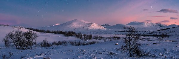 Norwegia, Drzewa, Niebo, Góry Dovre, Zima, Park Narodowy Dovrefjell, Gwiazdy