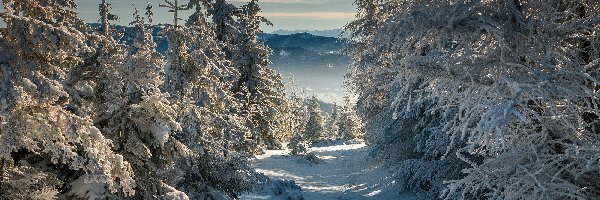 Chmury, Śnieg, Drzewa, Las, Zima, Ślady, Góry