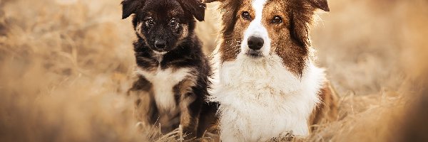 Border collie, Rozmycie, Szczeniak, Pies