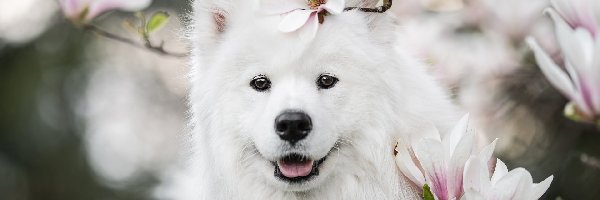 Kwiaty, Uśmiech, Samojed, Magnolia, Pies, Biały