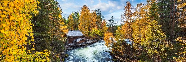 Gmina Kuusamo, Las, Finlandia, Park Narodowy Oulanka, Drzewa, Rzeka, Młyn Myllykoski, Jesień, Pożółkłe, Laponia