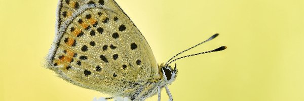 Motyl, Kwiat, Czerwończyk uroczek, Makro, Rozmycie