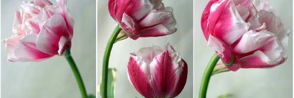 Tulipany, Rozkwitające, Biało-różowe