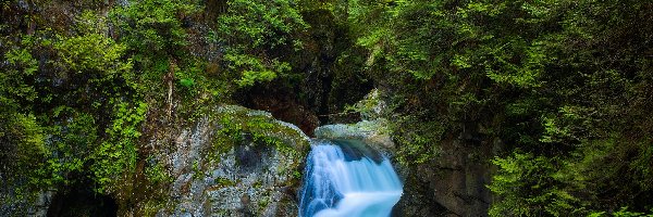 Rzeka, Kanada, Park, Lynn Canyon Park, Skały, Drzewa, Twin Falls, Most, Kaskada, Vancouver, Roślinność