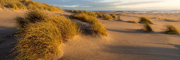 Piasek, Trawa, Kępy, Plaża