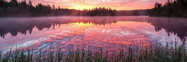 Drzewa, Etang de la Gruere, Szwajcaria, Chmury, Las, Mgła, Wschód słońca, Jezioro