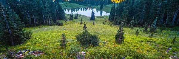 Jezioro, Stany Zjednoczone, Tipsoo Lake, Park Narodowy Mount Rainier, Kwiaty, Stratowulkan, Góry, Łąka, Mount Rainier, Waszyngton, Drzewa