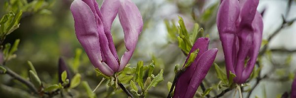 Ciemnoróżowe, Gałązki, Kwiaty, Magnolia