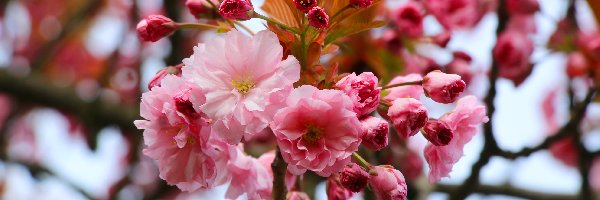 Kwiaty, Gałązka, Wiśnia japońska, Zbliżenie, Drzewo owocowe