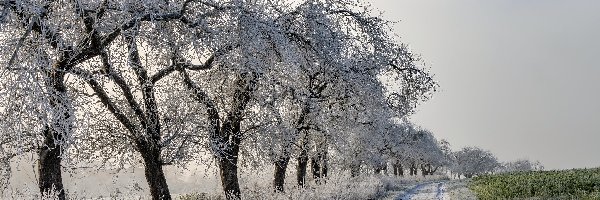 Drzewa, Zima, Droga, Oszronione