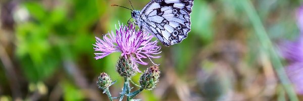 Polowiec szachownica, Chaber driakiewnik, Roślina, Motyl