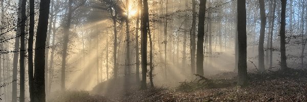 Słoneczne, Mgła, Jesień, Drzewa, Las, Światło, Przebijające