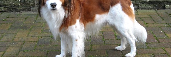 Kooikerhondje, Płochacz holenderski, biało-rudy