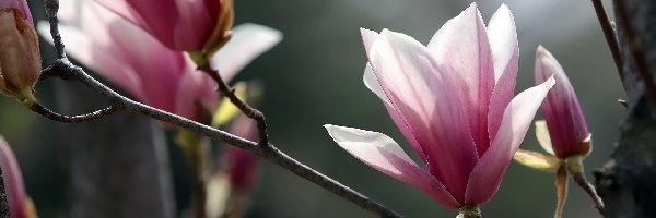 Kwiaty, Gałązki, Magnolia