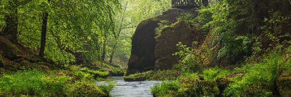 Skała, Zielone, Czechy, Park Narodowy Czeska Szwajcaria, Drzewa, Altana, Rzeka Kamienica, Las