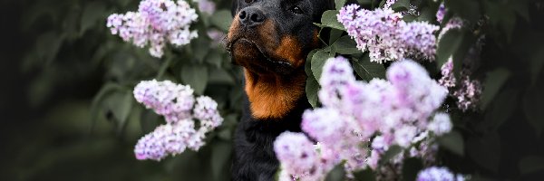 Bez, Rottweiler, Pies