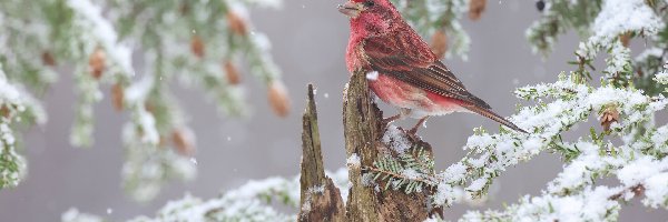 Gałązki, Dziwuszka purpurowa, Ptak, Ośnieżone