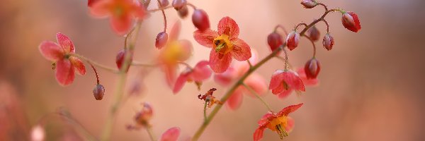 Epimedium, Kwiaty, Czerwone