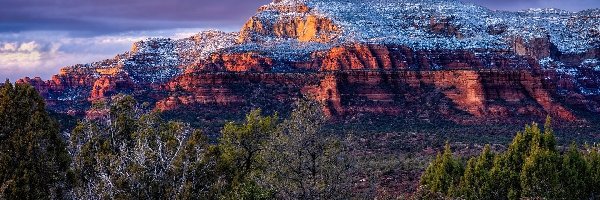 Stan Arizona, Drzewa, Sedona, Stany Zjednoczone, Skały, Czerwone