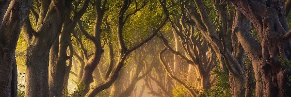 Mgła, Aleja Dark Hedges, Droga, Hrabstwo Antrim, Irlandia Północna, Buki, Drzewa