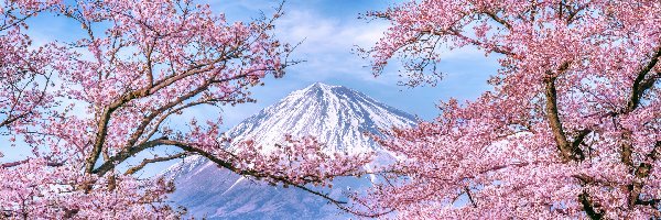 Japonia, Kwiaty, Różowe, Drzewa, Wiosna, Góra Fudżi, Wiśnia