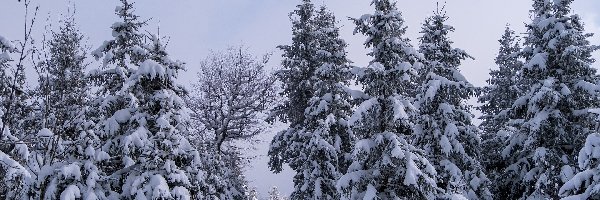Drzewa, Droga, Las Śnieg, Zima