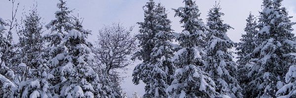 Drzewa, Droga, Las Śnieg, Zima