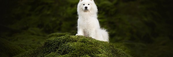 Biały, Mech, Samojed, Pies