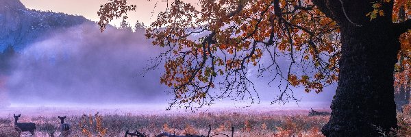 Mgła, Jesień, Park Narodowy Yosemite, Kalifornia, Stany Zjednoczone, Konar, Sarny, Góry, Drzewa