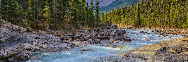 Góry, Rzeka, Canadian Rockies, Skały, Kanada, Kamienie, Drzewa, Alberta, Las, Mistaya River, Park Narodowy Banff