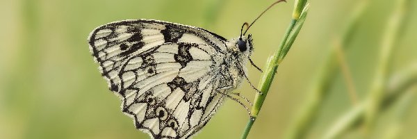 Roślinka, Polowiec szachownica, Motyl