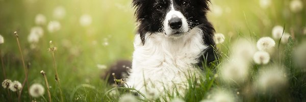 Pies, Łąka, Border collie, Rozmycie, Dmuchawce