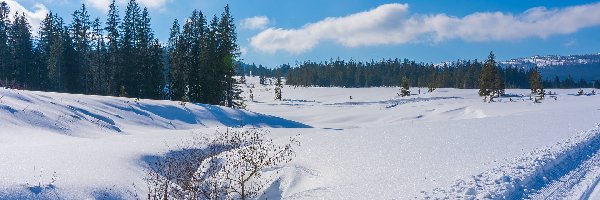 Las, Droga, Dzień, Pogodny, Ślady, Śnieg, Strumień, Zima