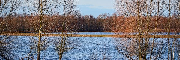 Jezioro, Drzewa, Bezlistne, Jesień