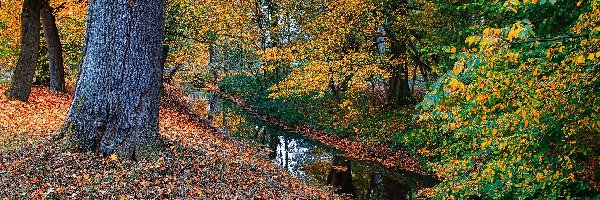 Kolorowe, Drzewo, Rzeczka, Liście, Jesień, Park