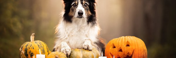 Rozmycie, Dynie, Świeczki, Border collie, Pies, Halloween, Ogień