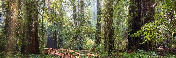 Stany Zjednoczone, Sekwoje, Ścieżka, Drzewa, Las, Kalifornia, Park Narodowy Redwood