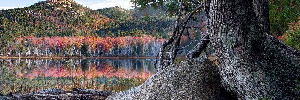 Odbicie, Kolorowe, Jezioro, Stare, Park Narodowy Acadia, Maine, Drzewa, Drzewo, Głaz, Stany Zjednoczone, Kamień, Góry