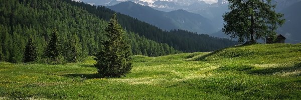 Trydent-Górna Adyga, Drzewa, Łąki Armentara, Włochy, Dolomity, Góry