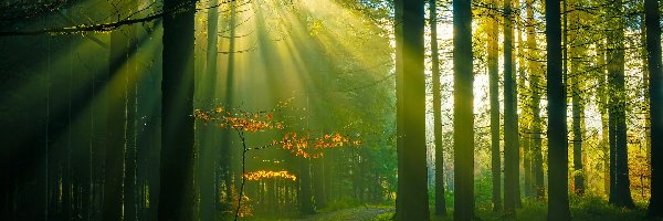 Przebijające światło, Las, Ścieżka, Drzewa