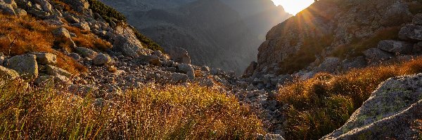 Trawa, Tatry, Dzień, Słoneczny, Kamienie, Dwie, Kozice tatrzańskie, Góry