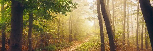 Las, Ścieżka, Drzewa, Liście, Mgła