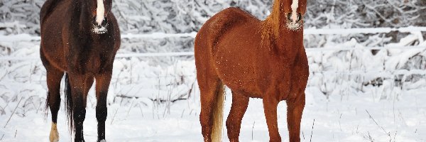 Konie, Zima, Śnieg, Dwa