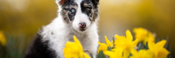 Szczeniak, Narcyzy żonkile, Border collie, Pies