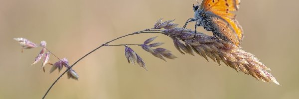 Czerwończyk, Źdźbło, Trawa, Motyl