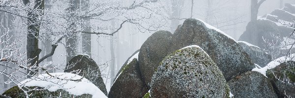 Gałęzie, Mgła, Kamienie, Drzewa, Zima, Oszronione, Las